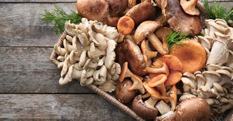 gourmet and medicinal mushrooms